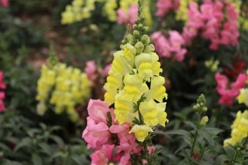 Close up of multi color flowers of  Lupinus, known as lupine or lupine, in full bloom in a sunny spring garden, beautiful outdoor floral background 