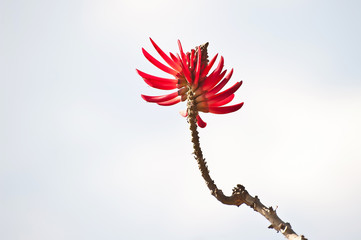 naked coral tree