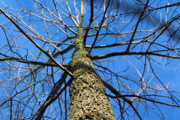 Naked Tree