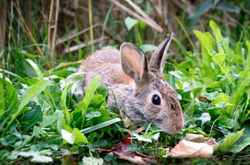 Close-up shot of a lepus wild hare on a green background. Wild brown hare sitting in green grass