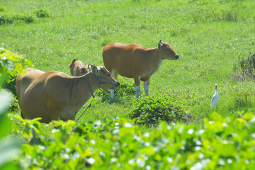 cows and cals on a green field