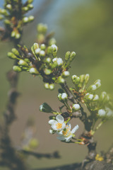 Plum white open and semi-open flowers on tree branch at spring with blurred green background
