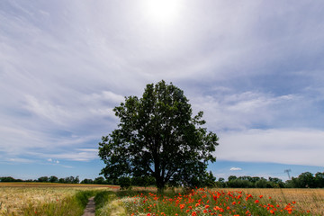 lonley tree and some flowers