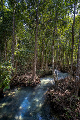 Tha Pom Klong Song Nam national park, Krabi Province, Thailand, South East Asia