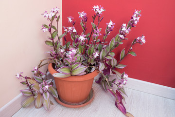 Tradescantia zebrina (Zebrina pendula) with flowers and buds in vase. Tradescantia is a genus of 75 species of herbaceous perennial wildflowers in the family of  Commelinaceae.