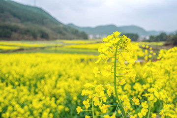 Rape flowers planted in the countryside in spring