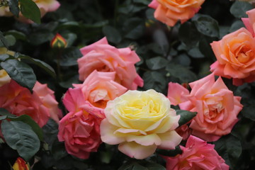 Close up view of beautiful yellow rose in blossom with blurred background