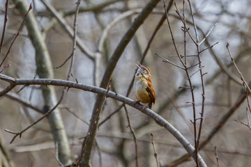 Carolina Wren singing from a small tree in an effort to attract a mate. 