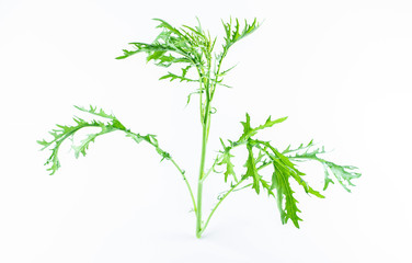 A fresh green vegetable red in the snow on a white background