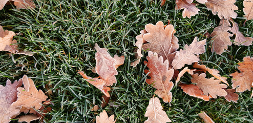 Autumn leaves on the ground
