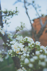 Plum white open and semi-open flowers on tree branch at spring in the evening