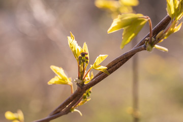 アケビの新芽と花の蕾