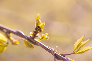 アケビの新芽と花の蕾