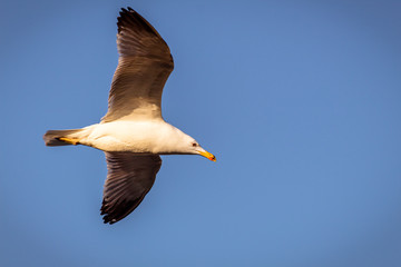 seagull in flight