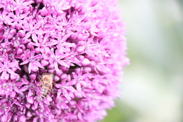 Close-up view of a bee on beautiful Purple Allium flower