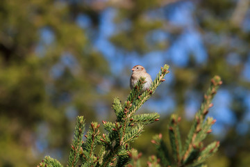 Field Sparrow perched in a Spruce Tree. 