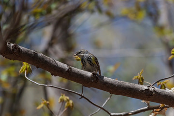 Yellow-rumped Warbler eating a small insect. 