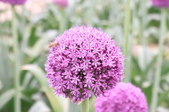 Close-up view of a bee on beautiful Purple Allium flower