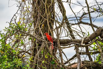 Cardinal bird on a tree