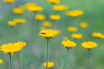 small yellow flowers on a light background