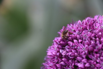 Close-up view of a bee on beautiful Purple Allium flower