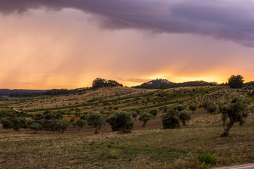 Orange sunset in the valley with olive trees