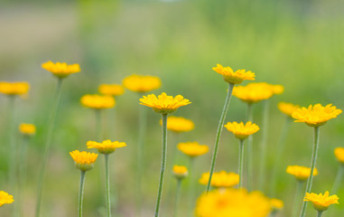 small yellow flowers on a light background