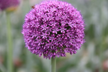 Fototapeta premium Close up view of a Purple Allium flower