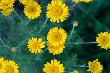 small yellow flowers on a dark background