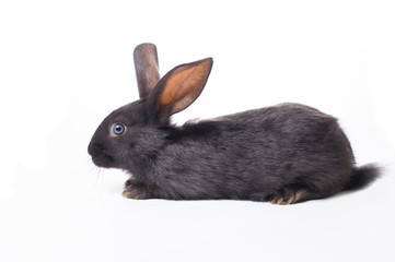 photo black rabbit on a white background