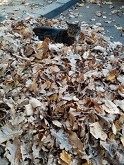 autumn leaves on the ground