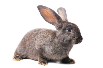 photo gray rabbit on a white background