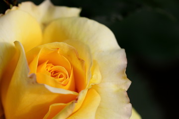 日本の黄色いばら