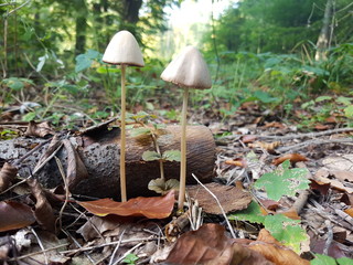 mushrooms in the forest © Piotr