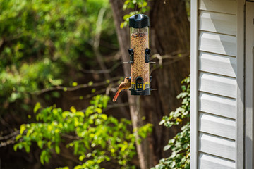 Cardinal In Feeder