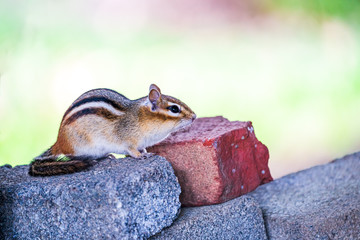 Chipmunk On Blocks