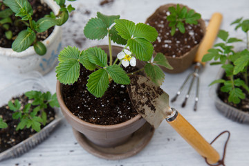 Transplanting strawberries into a clay pot for growing on a windowsill or balcony. Soil mixtures include sand, peat moss, perlite , vermiculite, and fir bark for adequate drainage.