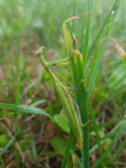 praying mantis on the grass