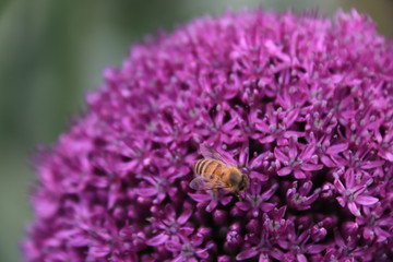 Close-up view of a bee on beautiful Purple Allium flower