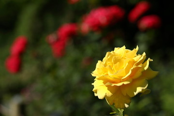 日本の黄色いばら