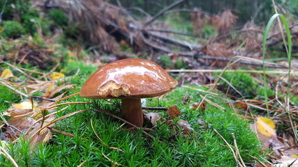 mushroom in the grass © Piotr