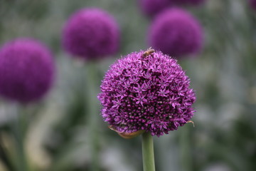 Close-up view of a bee on beautiful Purple Allium flower