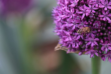 Close-up view of a bee on beautiful Purple Allium flower