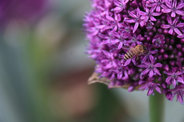 Close-up view of a bee on beautiful Purple Allium flower