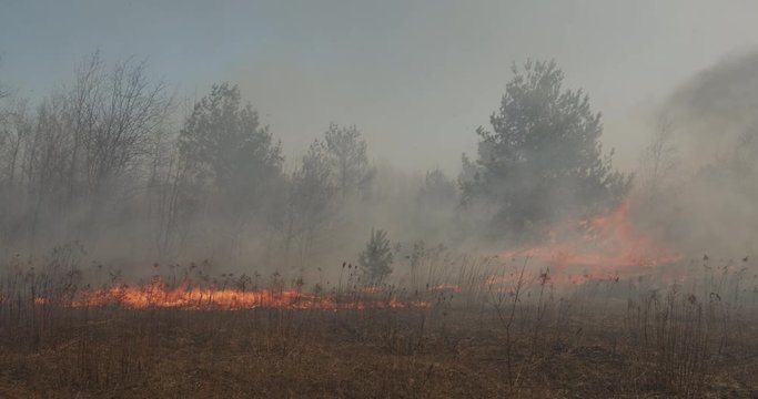 Strong winds exacerbate a lot of smoke in the forest.
