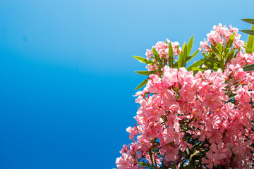 Branches of oleander tree               ( Nerium oleander ) with flowers against blue sky