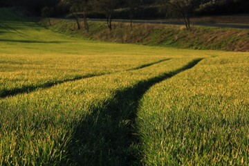 wheat field at sunset