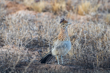 Portrait of greater roadrunner