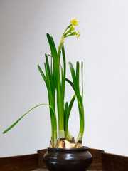 hydroponic daffodils
