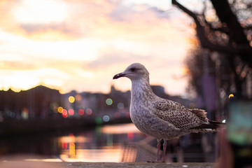 Fototapeta premium Dublin, Ireland